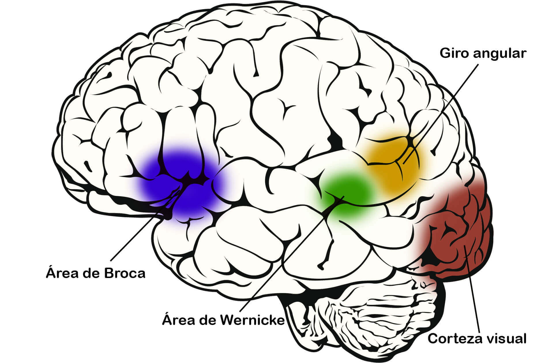 lectura biológica - partes del cerebro implicada en el proceso lector